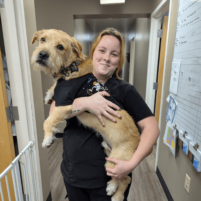 vet staff with pet